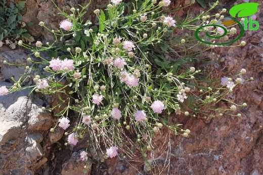 var. kurdicus- Hakkari