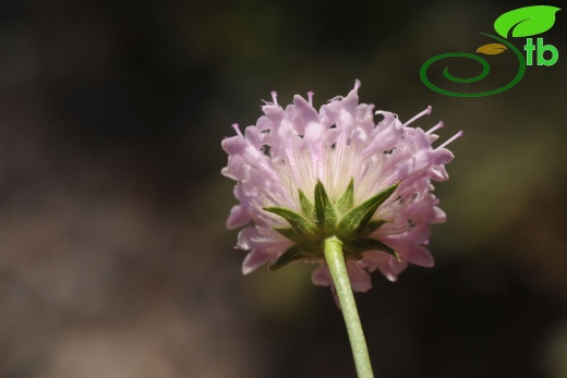 var. kurdicus- Hakkari