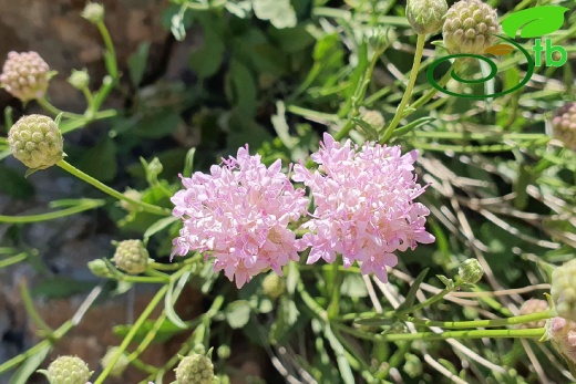 var. kurdicus- Hakkari