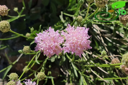 var. kurdicus- Hakkari