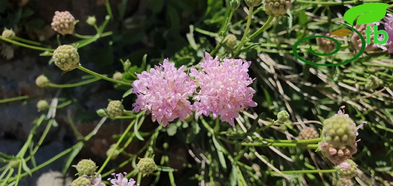 var. kurdicus- Hakkari