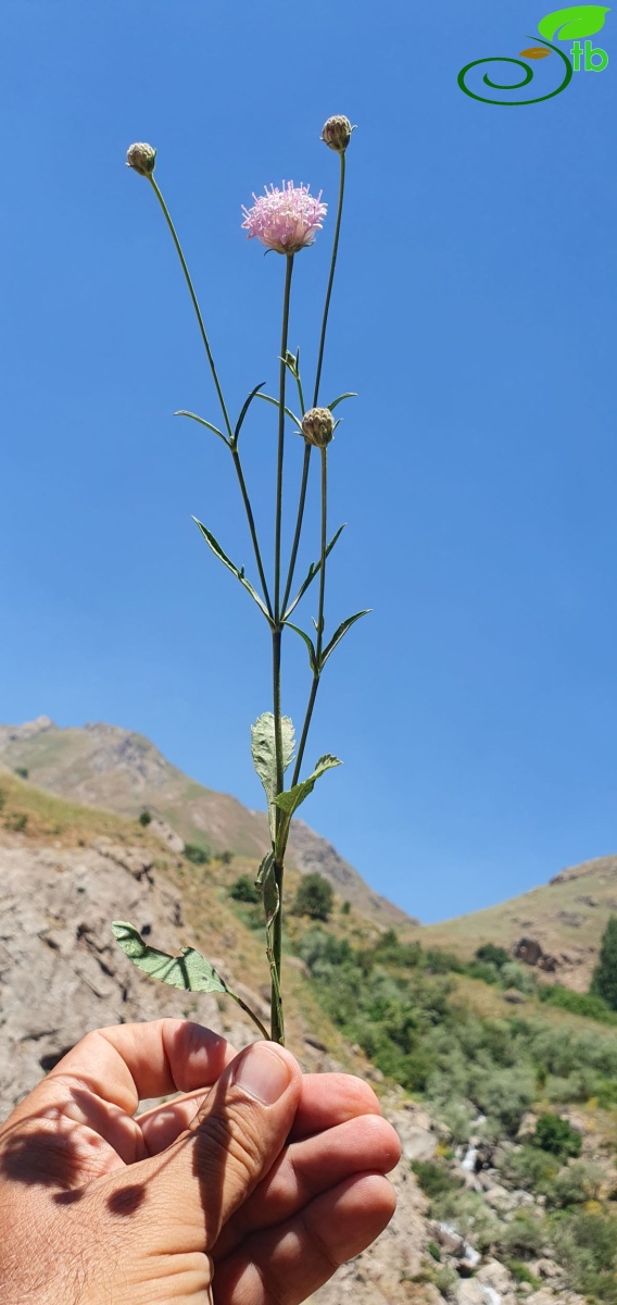 var. kurdicus- Hakkari