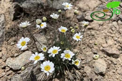 Hakkari