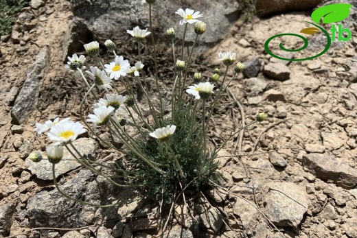 Hakkari