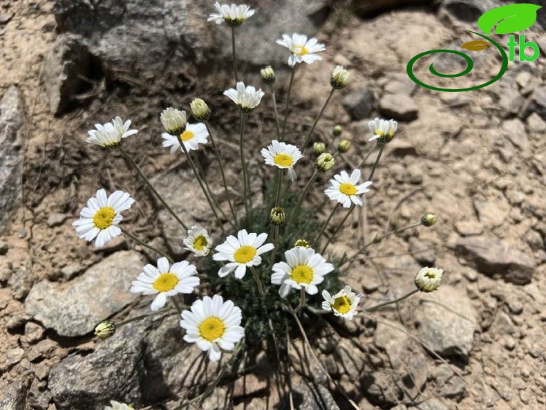 Hakkari