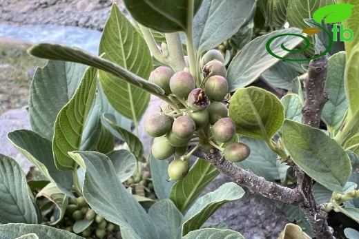 Hakkari