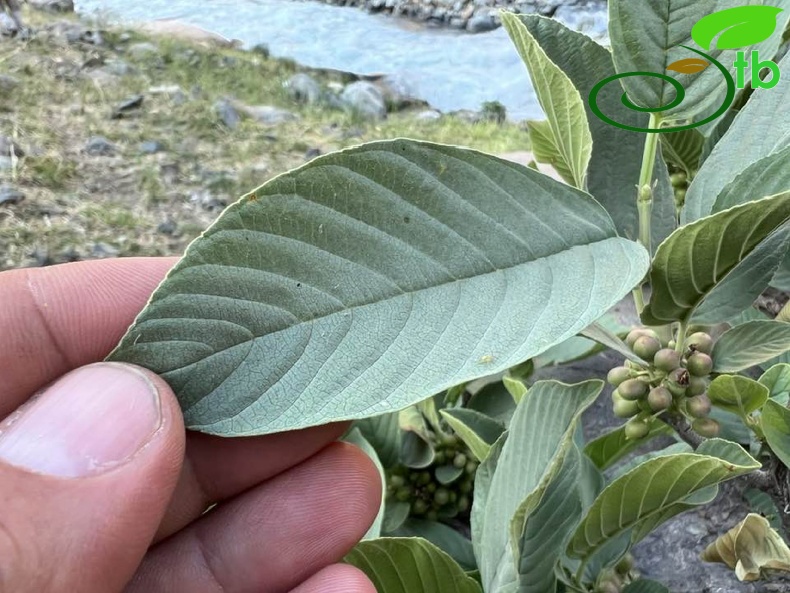 Hakkari