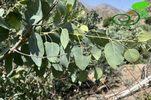 Hakkari