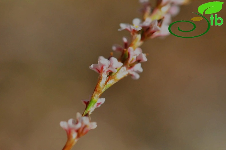 Alanya