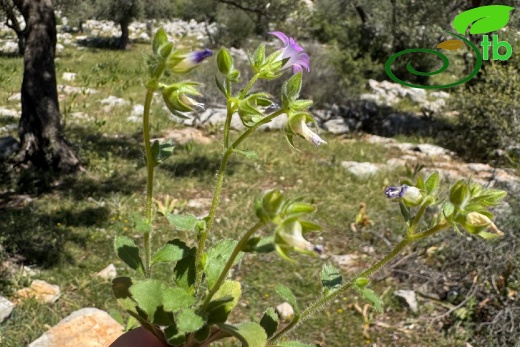 Kalkan