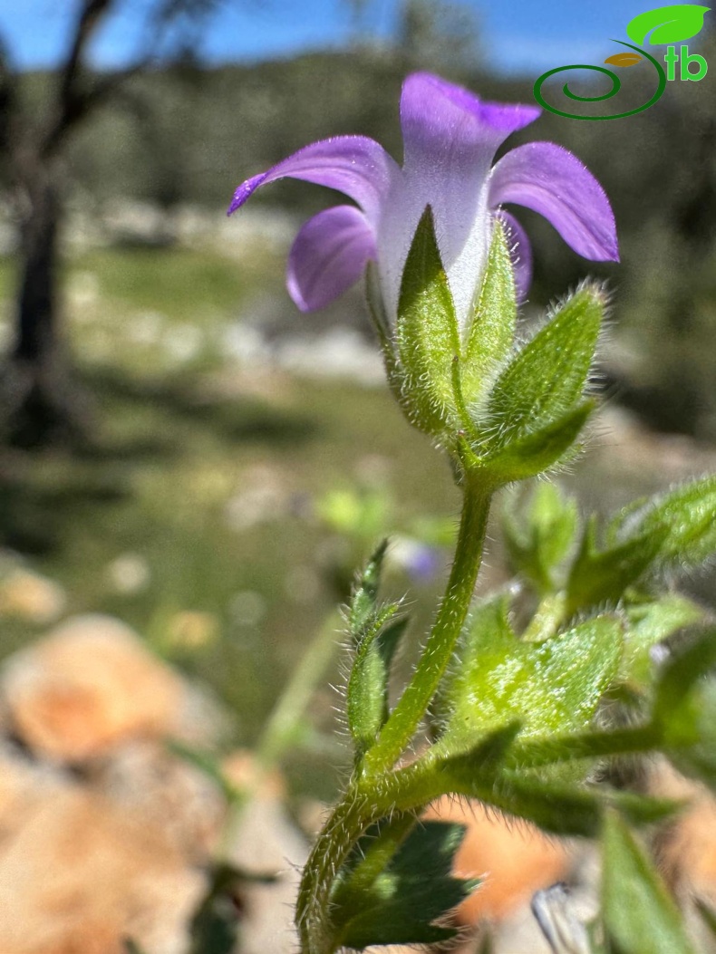Kalkan