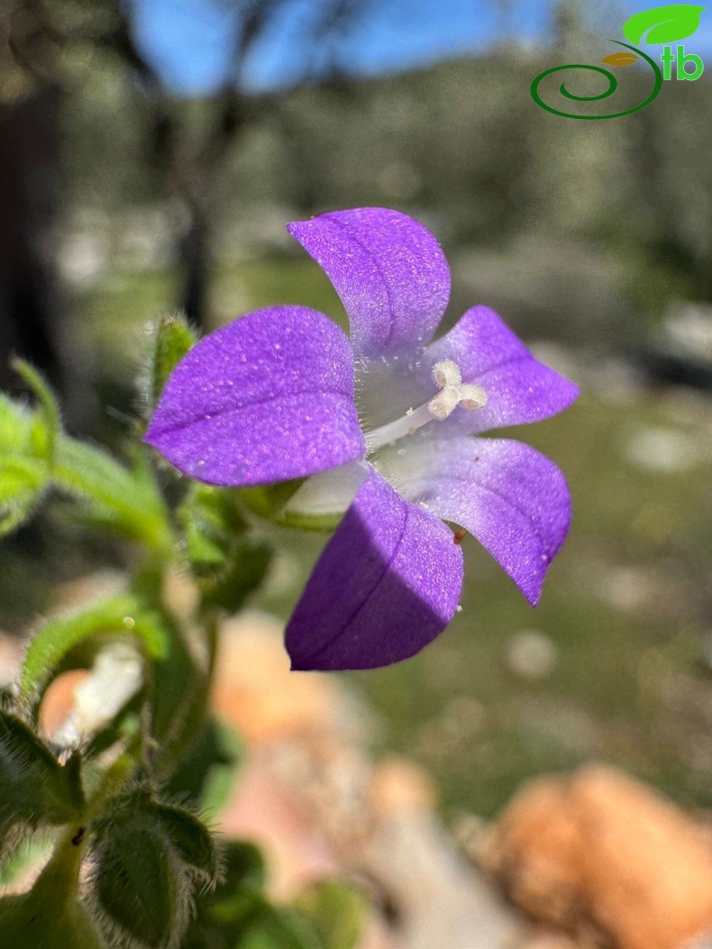 Kalkan