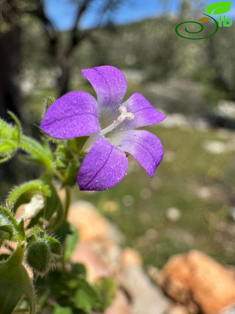 Kalkan