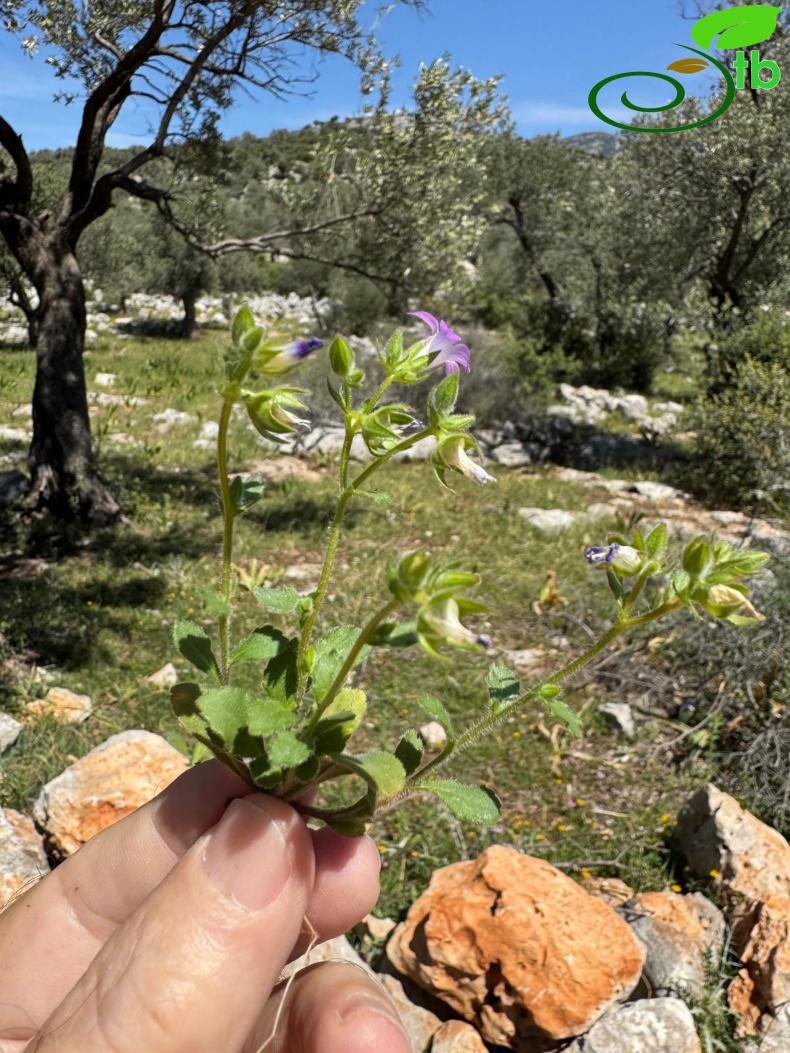 Kalkan