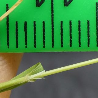 Antalya