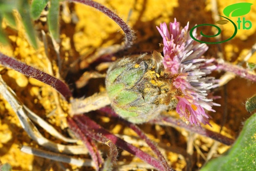 Gazipaşa