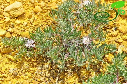 Gazipaşa