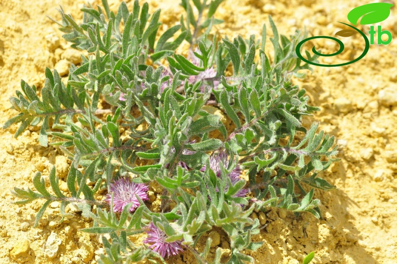 Gazipaşa