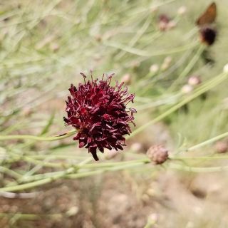 var. purpurea- Elaziğ