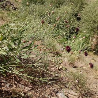 var. purpurea- Elaziğ
