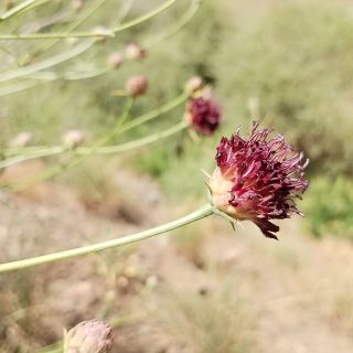 var. purpurea- Elaziğ