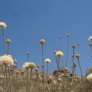 Anamur