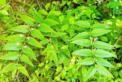 Çamlıyayla