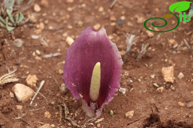 Karaman