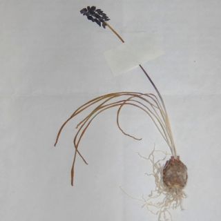 Kızılcahamam-Ankara