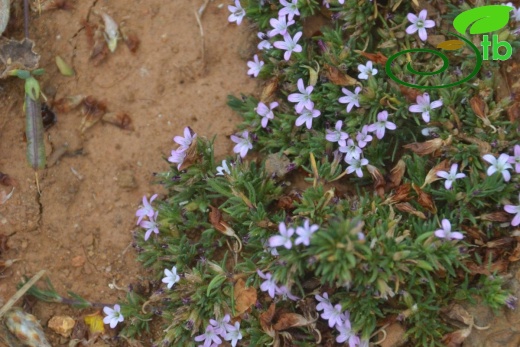Sandras