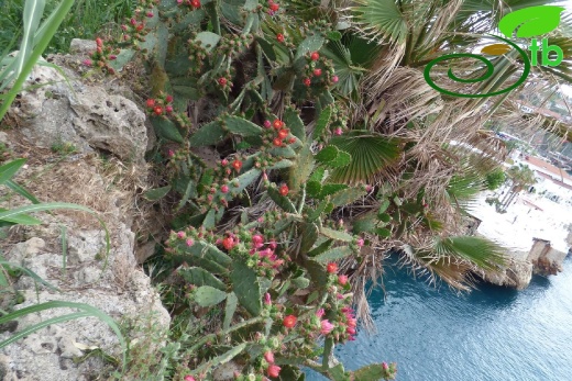 Antalya