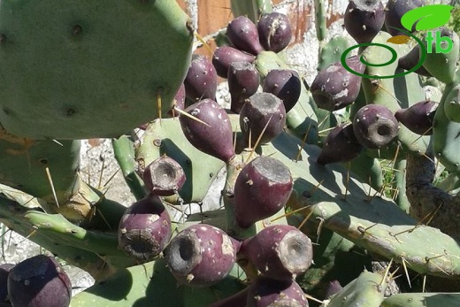 Bodrum