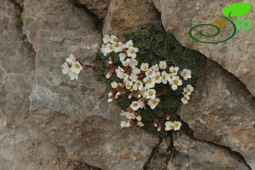 Osmaniye