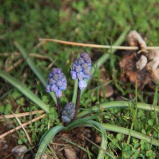 Sandras dağı-Köyceğiz
