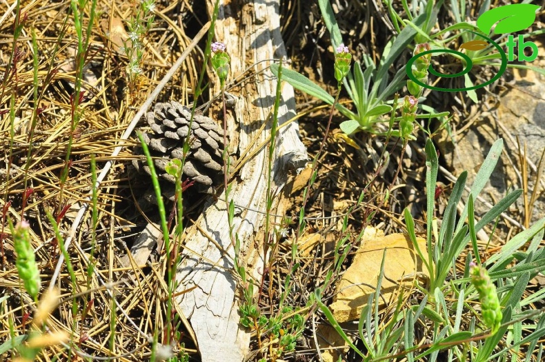 Gazipaşa