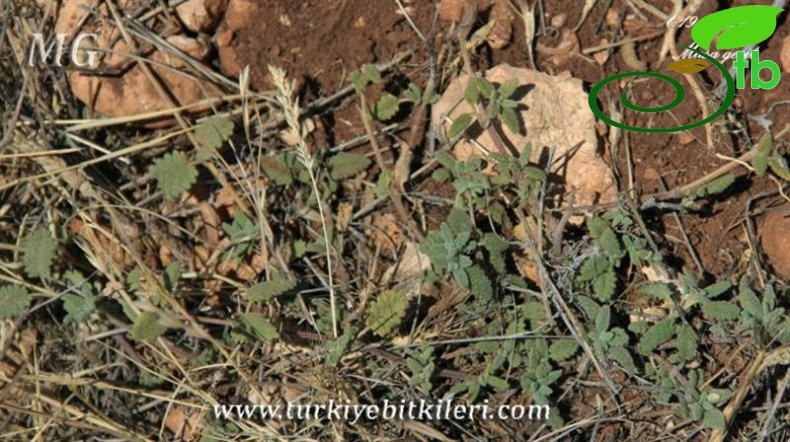 ssp haussknechti-Mardin