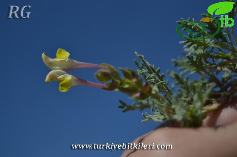 ssp pinnatifida