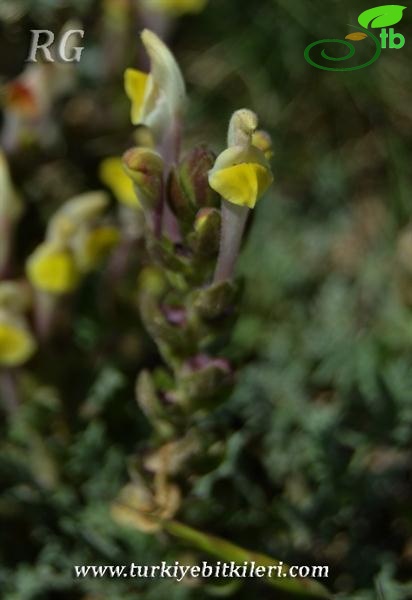ssp pinnatifida