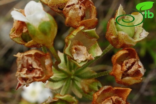 var. macrantha-Artvin
