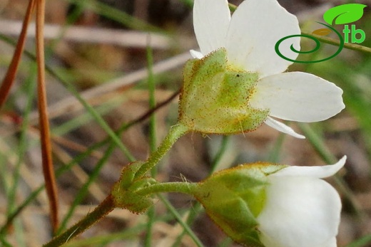 var. macrantha-Artvin