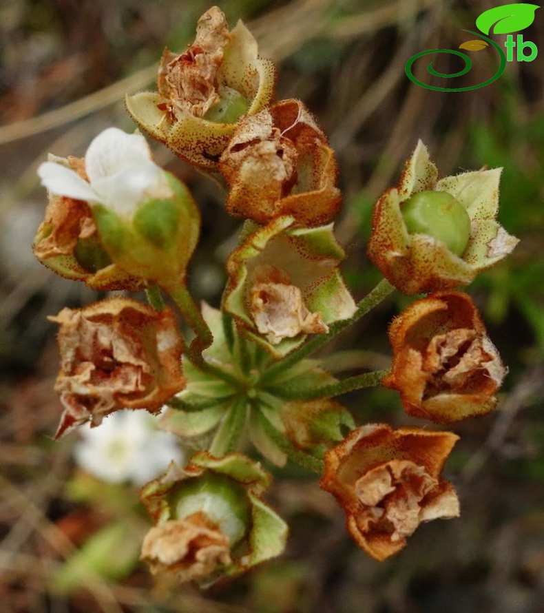 var. macrantha-Artvin
