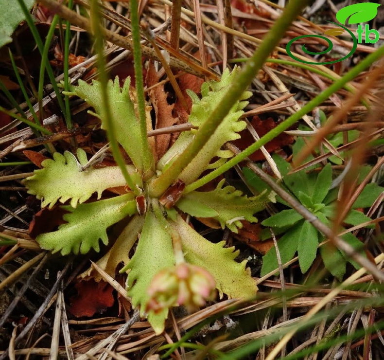 var. macrantha-Artvin