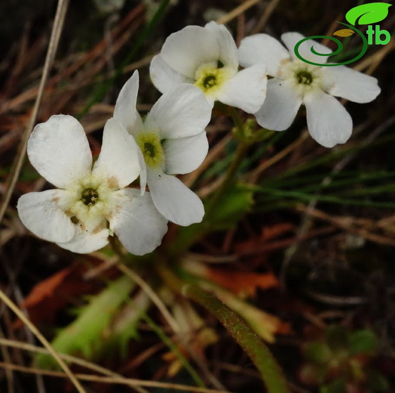 var. macrantha-Artvin