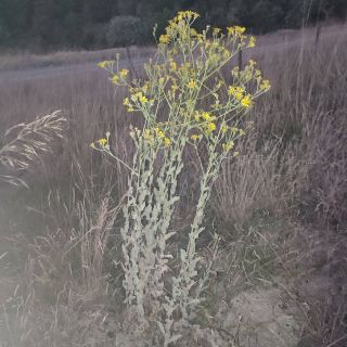 Konya