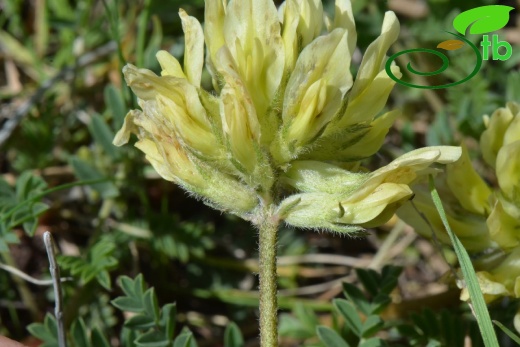 Akseki