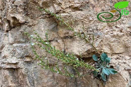 Tunceli