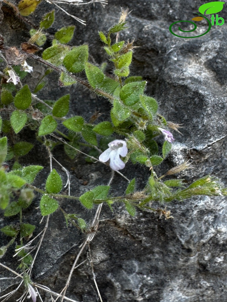 Sandras dağı