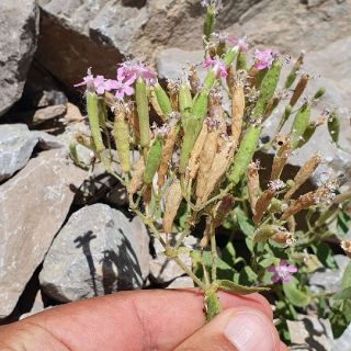 Hakkari