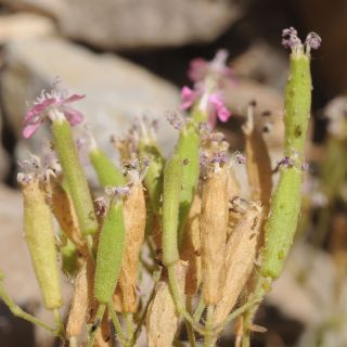 Hakkari