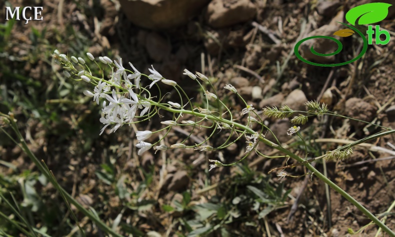 Hakkari